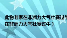 此物老家在非洲力大气壮赛过牛张大嘴巴一声吼（此物老家在非洲力大气壮赛过牛）