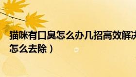 猫咪有口臭怎么办几招高效解决猫咪口臭问题（猫咪有口臭怎么去除）