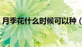 月季花什么时候可以种（月季花什么时候种）