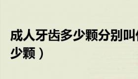 成人牙齿多少颗分别叫什么名字（成人牙齿多少颗）