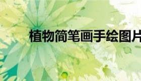 植物简笔画手绘图片（植物简笔画）