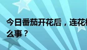 今日番茄开花后，连花梗都脱落了。发生了什么事？