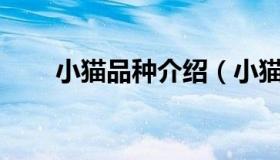 小猫品种介绍（小猫介绍50字左右）