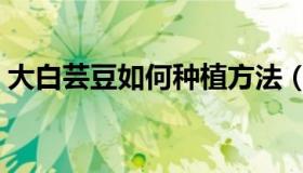 大白芸豆如何种植方法（大白芸豆如何种植）