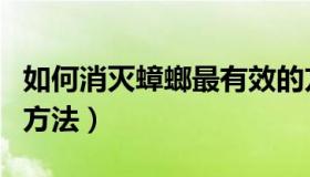 如何消灭蟑螂最有效的方法（灭蟑螂最有效的方法）