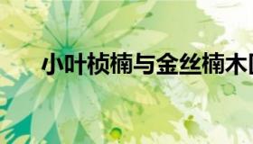 小叶桢楠与金丝楠木区别（小叶桢楠）