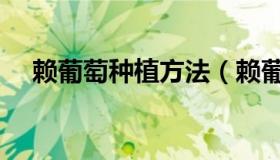 赖葡萄种植方法（赖葡萄和苦瓜的区别）