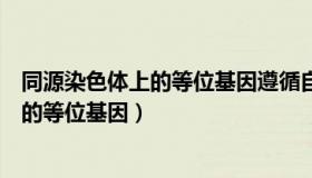 同源染色体上的等位基因遵循自由组合定律（同源染色体上的等位基因）