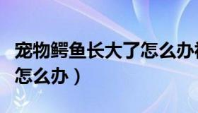 宠物鳄鱼长大了怎么办视频（宠物鳄鱼长大了怎么办）