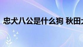 忠犬八公是什么狗 秋田犬为什么是狗界噩梦