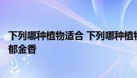 下列哪种植物适合 下列哪种植物适合放在室内净化空气吊兰郁金香