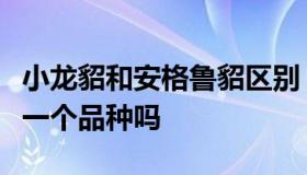 小龙貂和安格鲁貂区别（安格鲁貂和小龙貂是一个品种吗