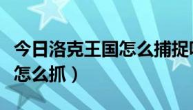 今日洛克王国怎么捕捉呱呱（洛克王国的呱呱怎么抓）