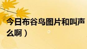 今日布谷鸟图片和叫声（布谷鸟的叫声代表什么啊）