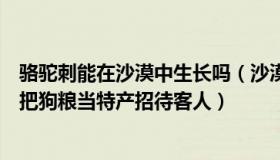 骆驼刺能在沙漠中生长吗（沙漠里的骆驼刺花：奶奶不识字把狗粮当特产招待客人）