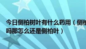 今日侧柏树叶有什么药用（侧柏叶是什么药！是柏树的叶子吗那怎么还是侧柏叶）