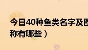 今日40种鱼类名字及图片可以吃的（鱼类名称有哪些）