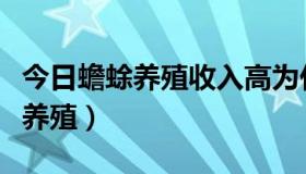 今日蟾蜍养殖收入高为什么没人养（蟾蜍如何养殖）