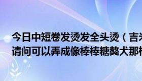 今日中短卷发烫发全头烫（吉米老师，我的头发烫过烟花，请问可以弄成像棒棒糖獒犬那样的头发么）