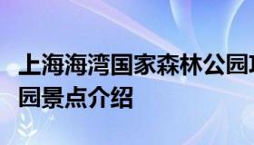 上海海湾国家森林公园攻略（上海海湾森林公园景点介绍