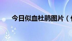 今日似血杜鹃图片（什么是似血杜鹃）