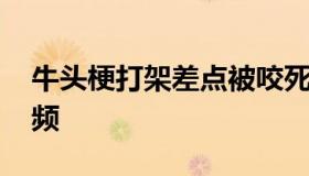 牛头梗打架差点被咬死视频 牛头梗犬打架视频