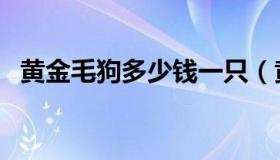 黄金毛狗多少钱一只（黄金狗多少钱一只）