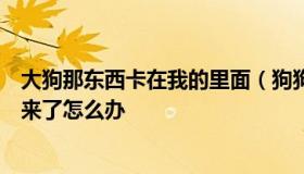 大狗那东西卡在我的里面（狗狗的东西好大卡在我里面出不来了怎么办