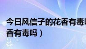 今日风信子的花香有毒吗为什么（风信子的花香有毒吗）