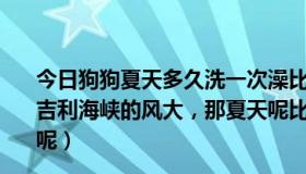 今日狗狗夏天多久洗一次澡比较好（请问为什么在冬天时英吉利海峡的风大，那夏天呢比较来说是不是小一些，为什么呢）