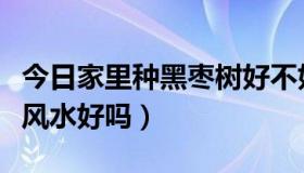 今日家里种黑枣树好不好（院子里种黑枣树对风水好吗）
