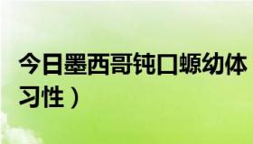 今日墨西哥钝口螈幼体（墨西哥钝口螈的生活习性）