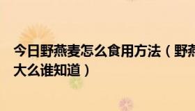 今日野燕麦怎么食用方法（野燕麦是真的吗野燕麦的副作用大么谁知道）