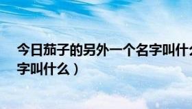 今日茄子的另外一个名字叫什么?答案（茄子的另外一个名字叫什么）