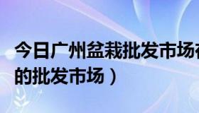 今日广州盆栽批发市场在哪（广州哪里有盆栽的批发市场）