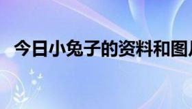 今日小兔子的资料和图片（小兔子的资料）