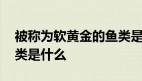 被称为软黄金的鱼类是什么 称为软黄金的鱼类是什么