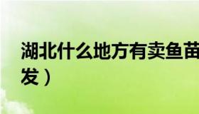 湖北什么地方有卖鱼苗的 湖南哪里有鱼苗批发）