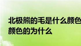 北极熊的毛是什么颜色的 北极熊的毛是什么颜色的为什么