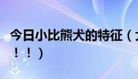 今日小比熊犬的特征（大家帮帮我的小比熊吧！！）