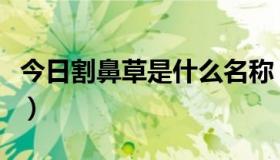 今日割鼻草是什么名称（割鼻草民间又名什么）