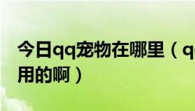 今日qq宠物在哪里（qq宠物的宠物蛋有什么用的啊）