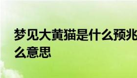 梦见大黄猫是什么预兆 梦见大黄猫很温顺什么意思