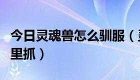 今日灵魂兽怎么驯服（灵魂兽——Klous在哪里抓）