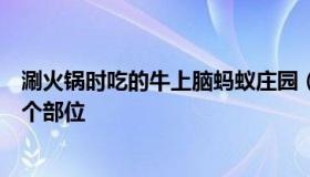 涮火锅时吃的牛上脑蚂蚁庄园（涮火锅吃牛上脑是指牛的哪个部位