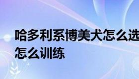 哈多利系博美犬怎么选 哈多利博美怎么养和怎么训练