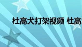 杜高犬打架视频 杜高犬打架厉不厉害）