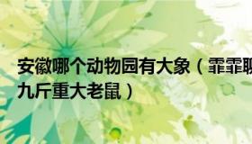 安徽哪个动物园有大象（霏霏聊社会：安徽一动物园被曝有九斤重大老鼠）