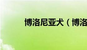 博洛尼亚犬（博洛尼亚犬难养吗