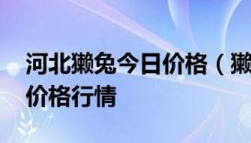 河北獭兔今日价格（獭兔最新价格 今日獭兔价格行情